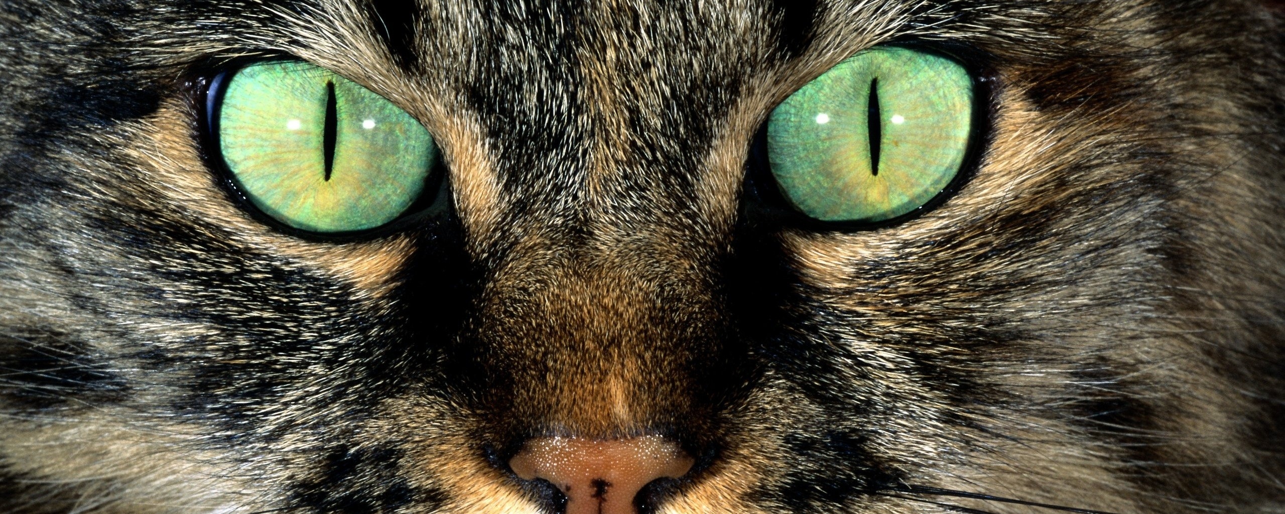 Кошачья морда обои