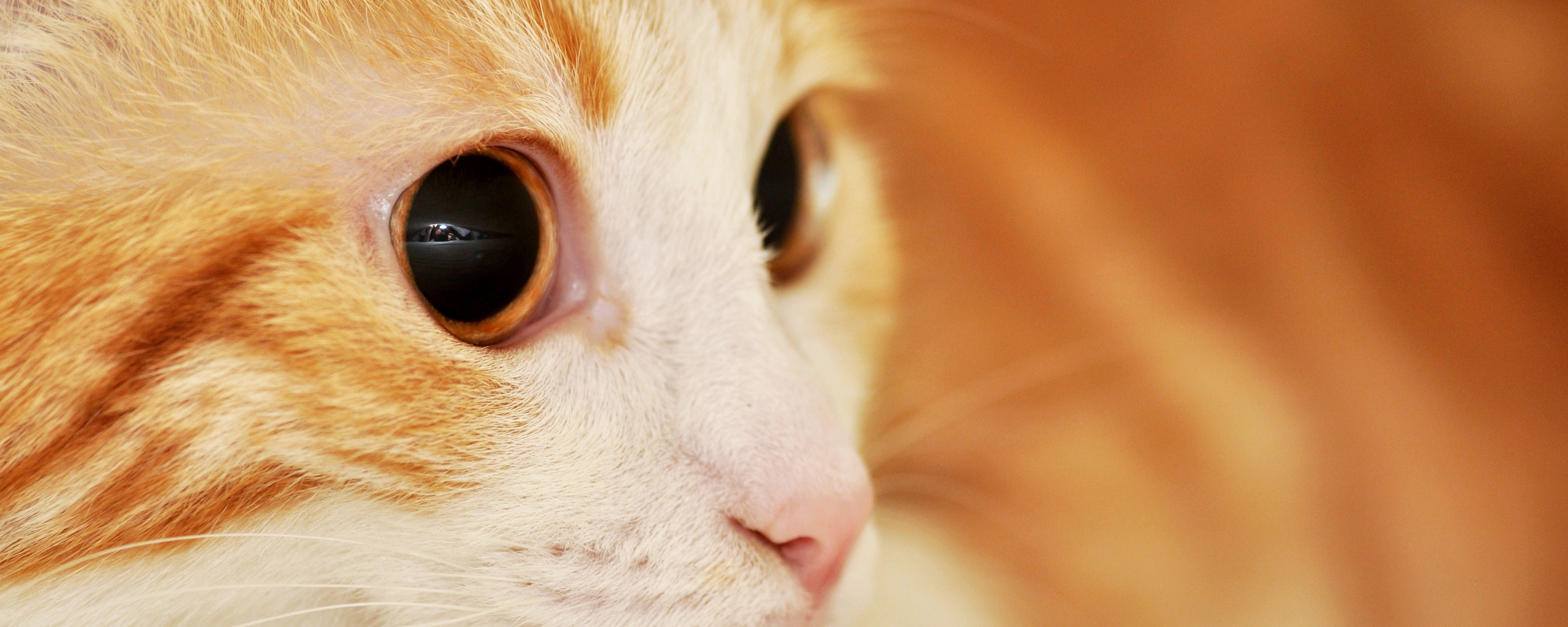 Кот с большими глазами обои