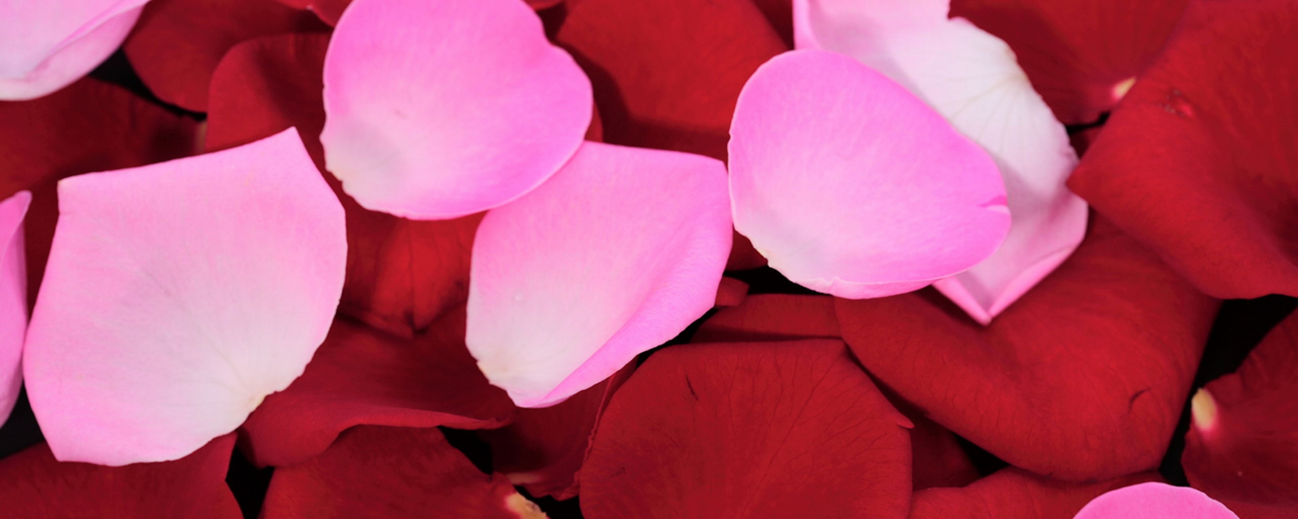 Розовые и красные лепестки обои