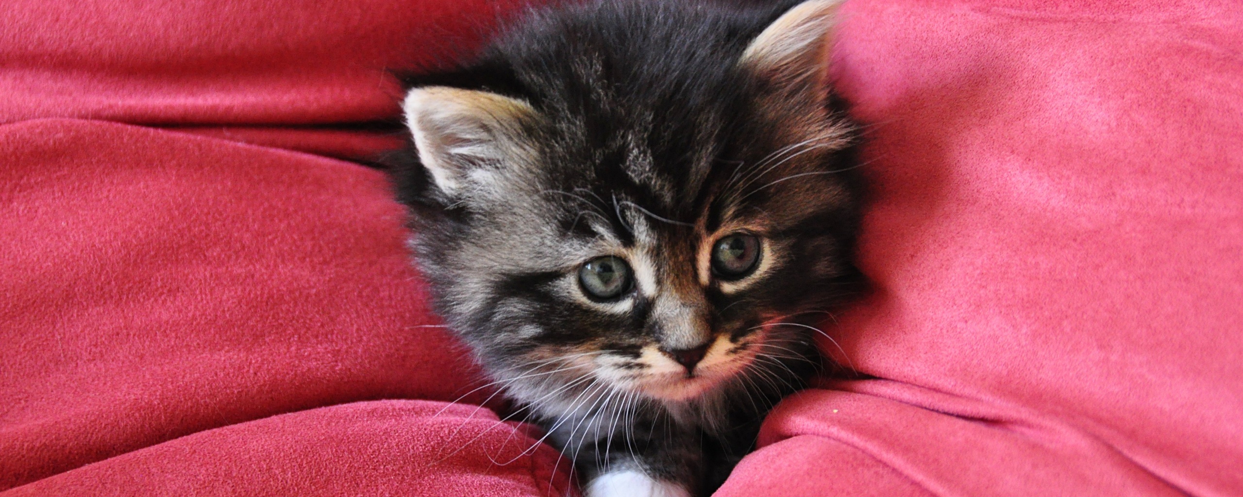 Котенок в подушках обои