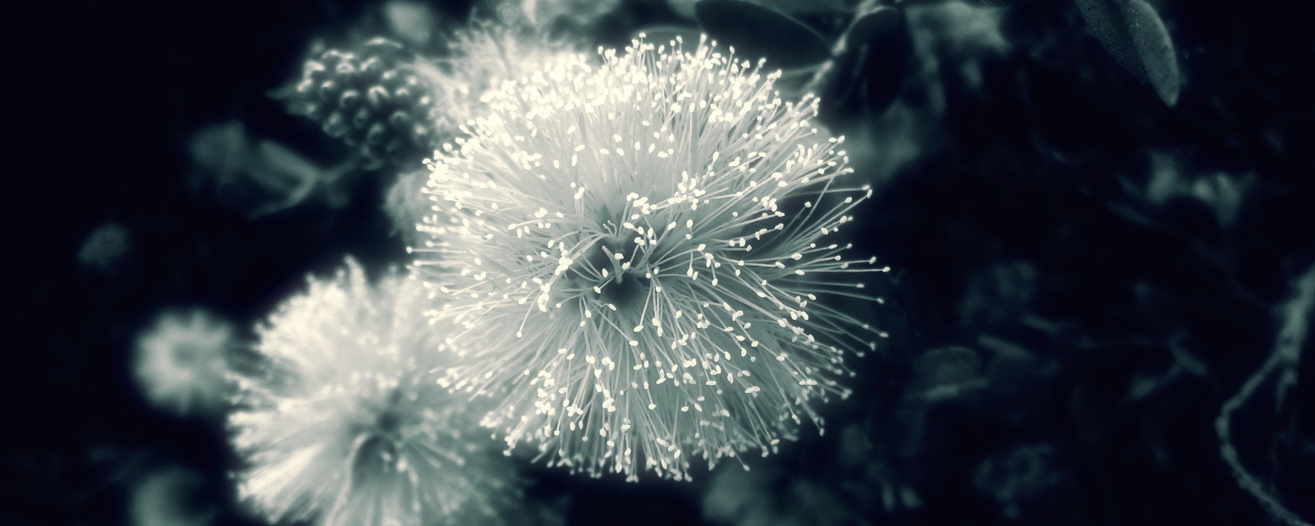 Сказочный цветок обои