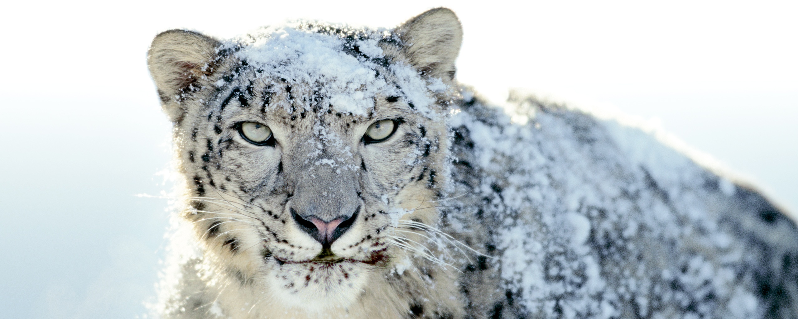 Снежный леопард обои