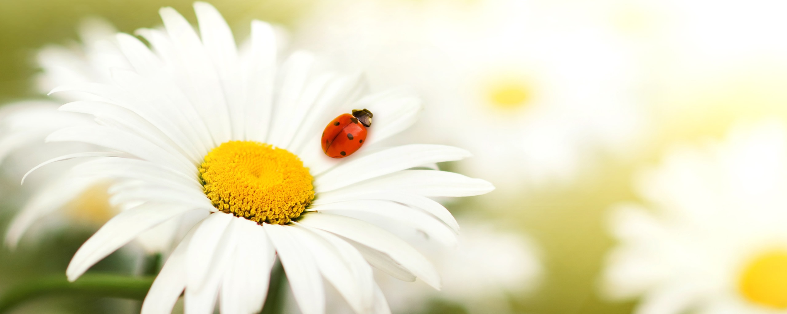 Божья коровка обои