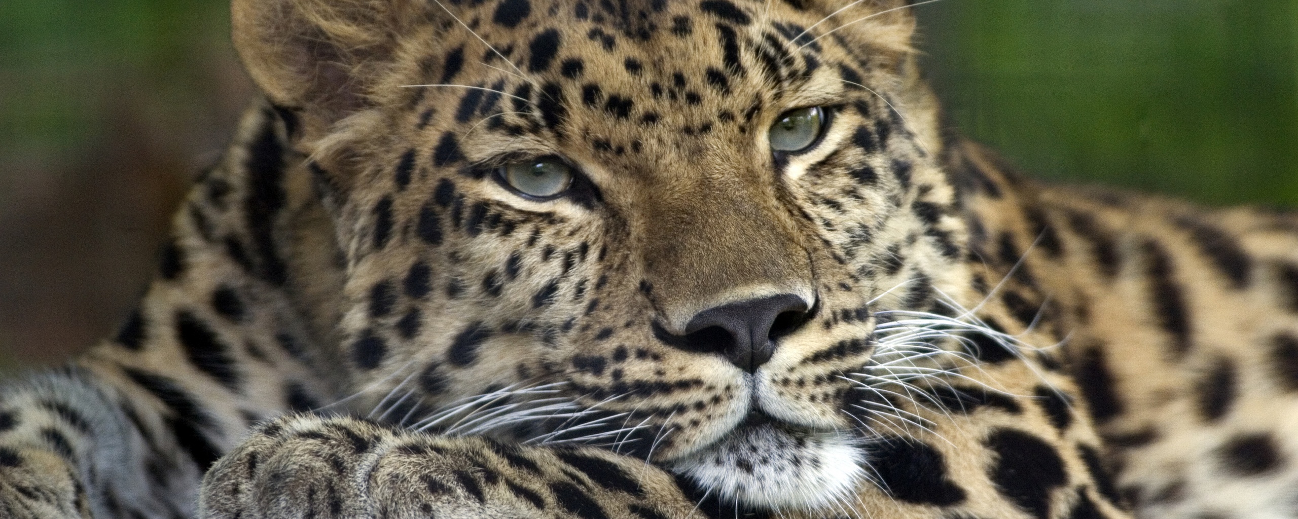 Злопасный ягуляр обои