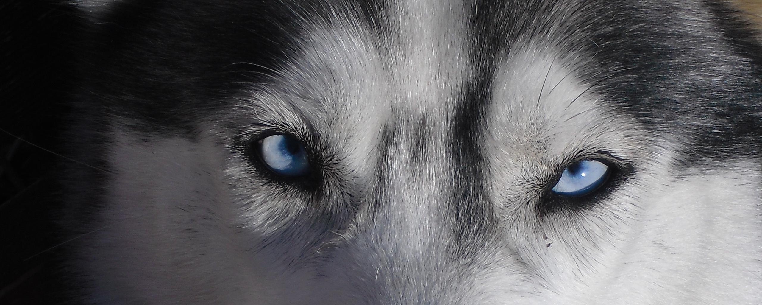 Собака с голубыми глазами обои