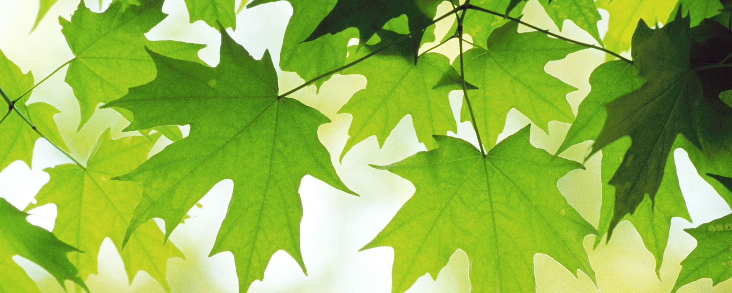 Кленовые листья обои