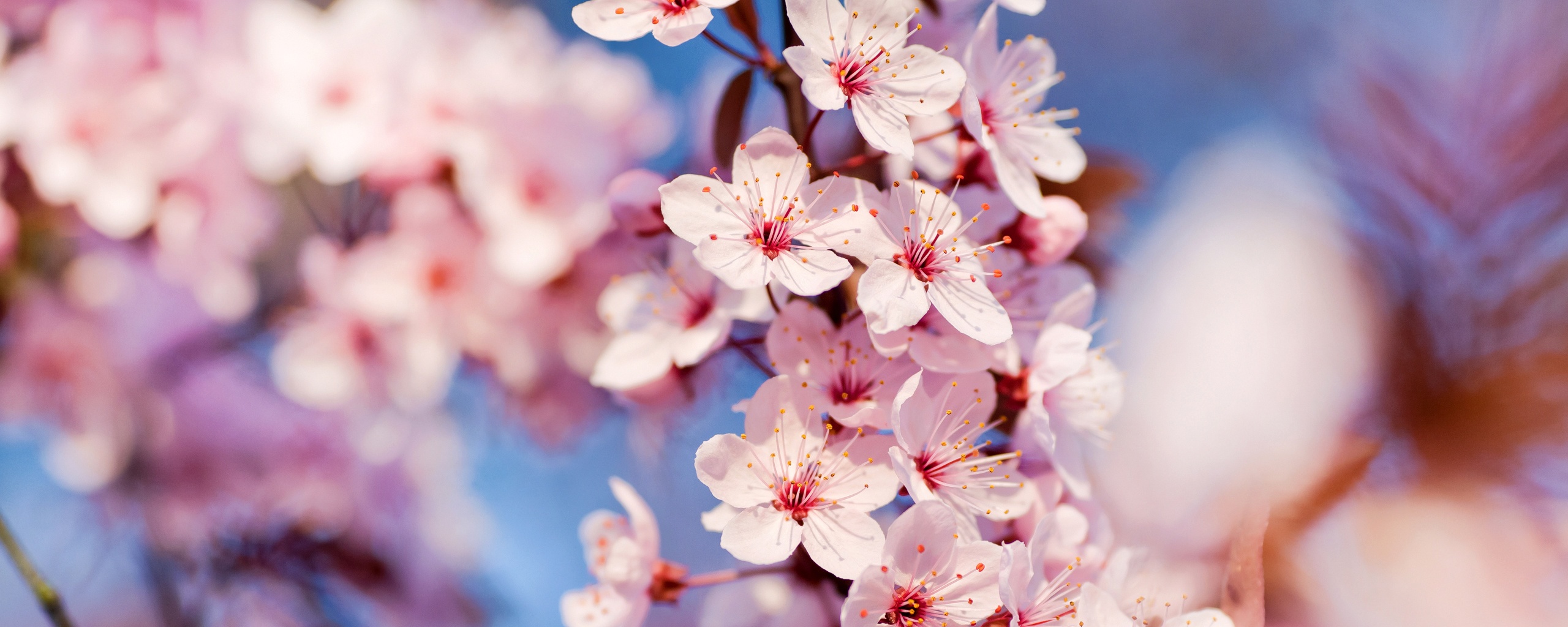 Цветение вишни обои