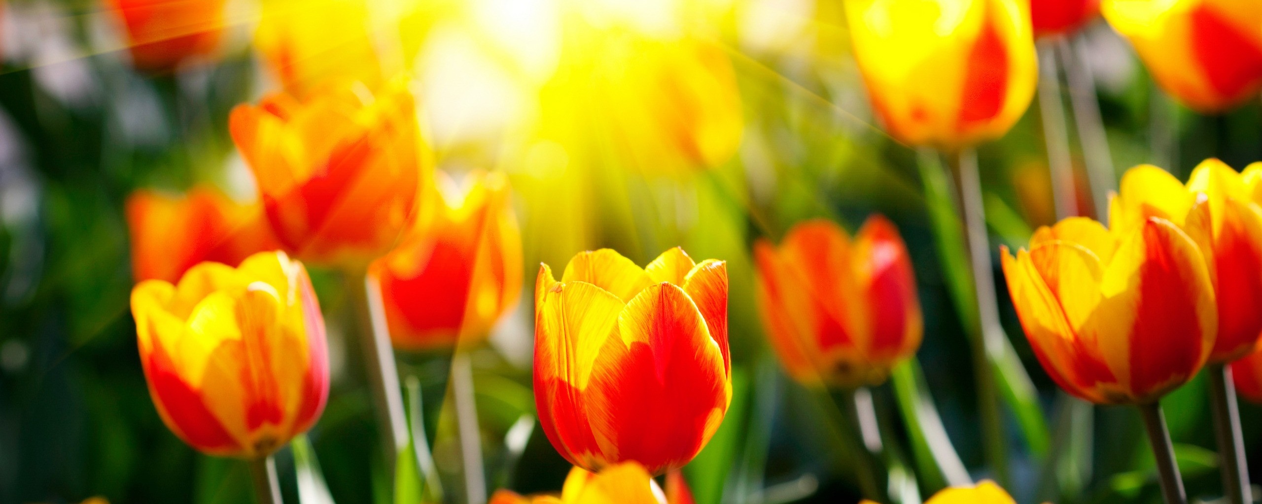 Солнечные тюльпаны обои