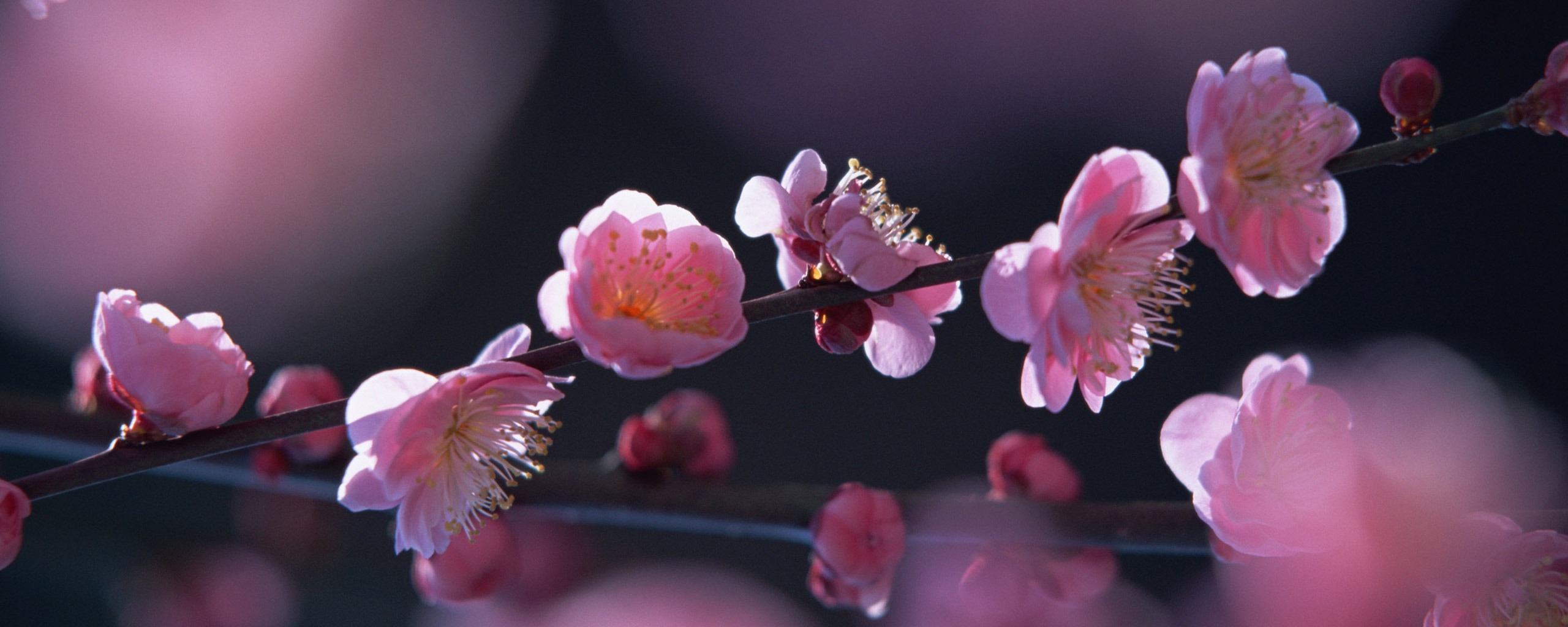 Цветущая вишня обои