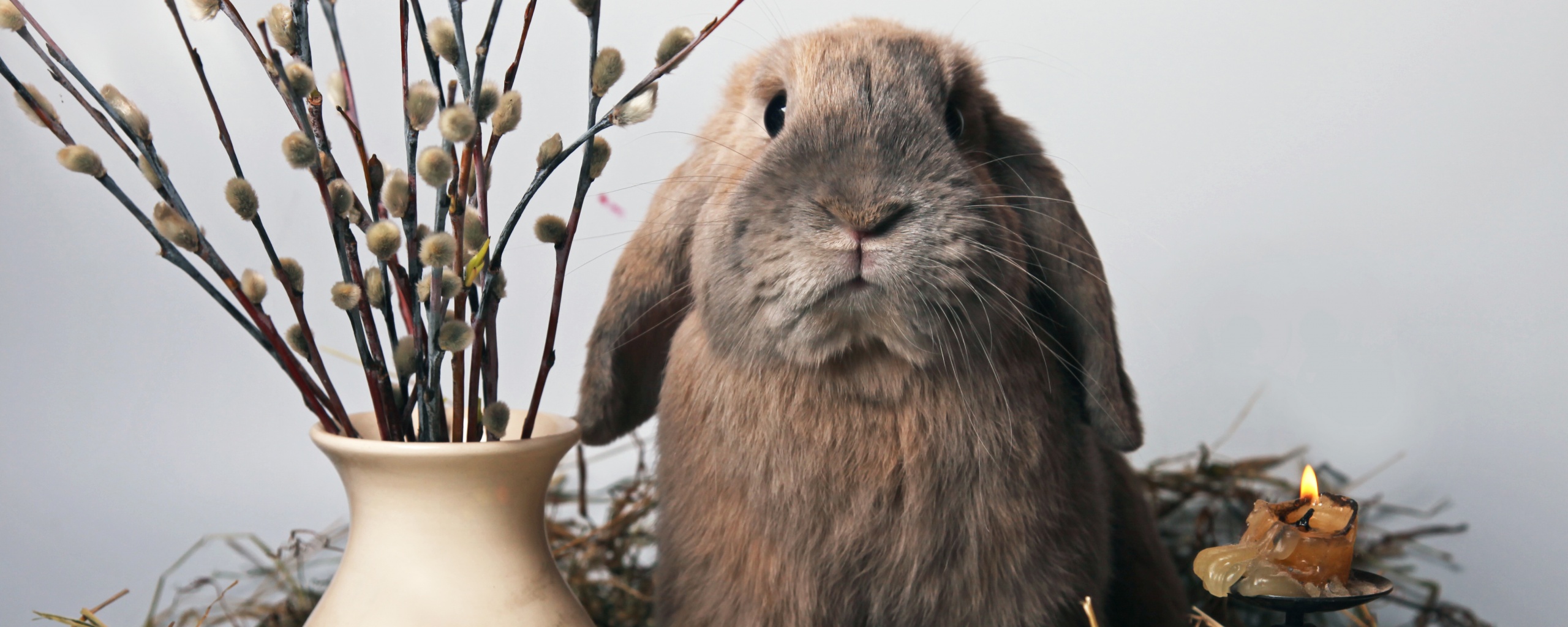 Пасхальный кролик обои