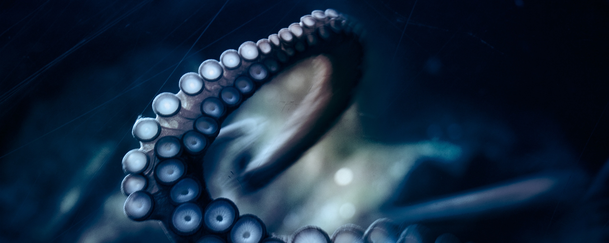 Щупальце обои