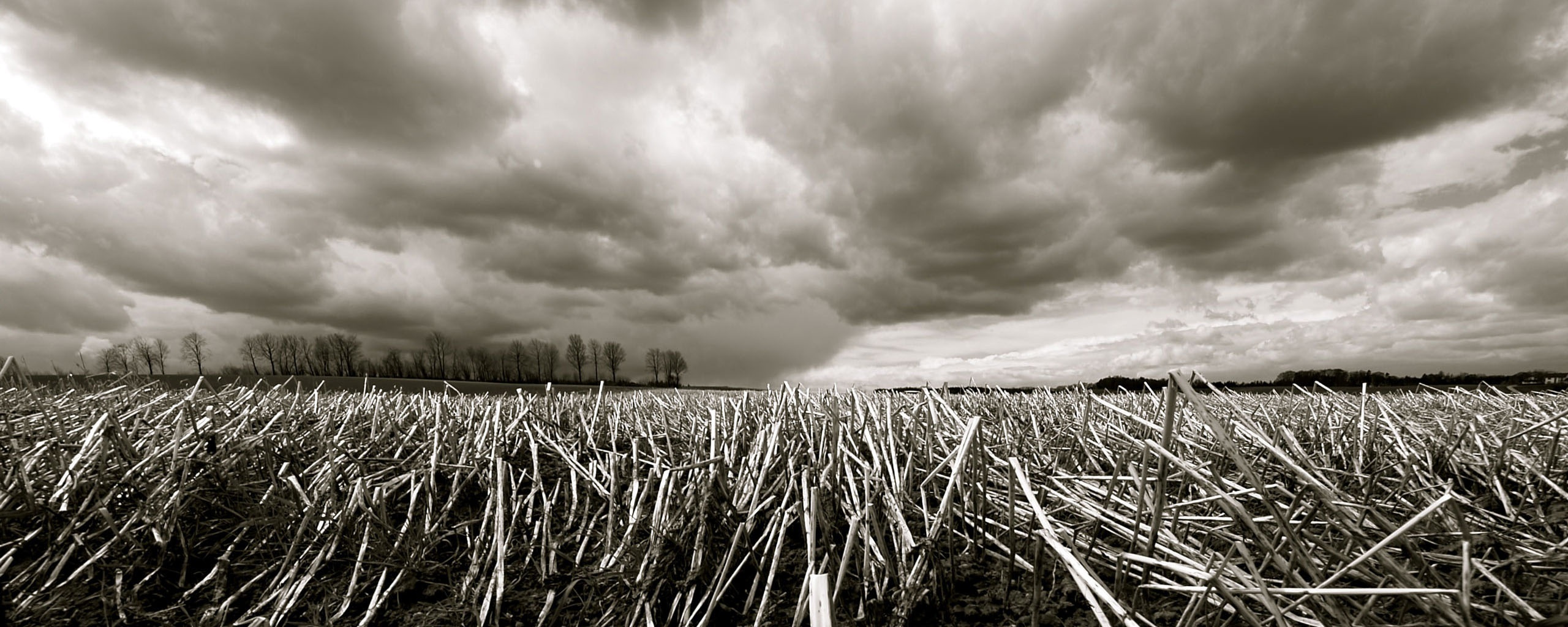 Убранное поле обои