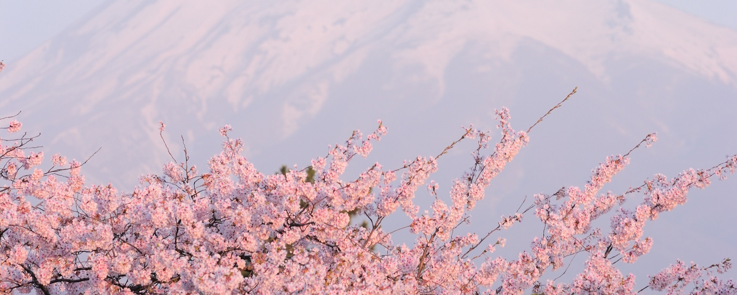 Цветение вишни в горах обои