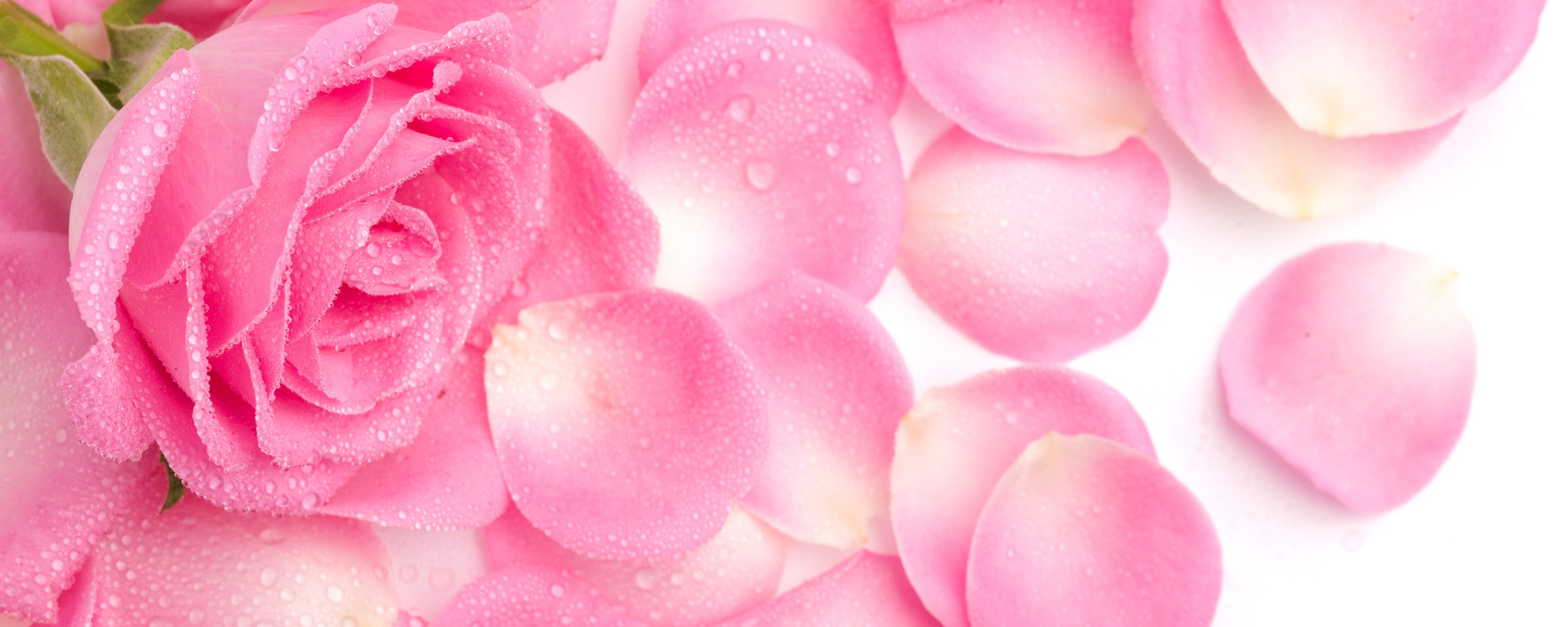 Розовые лепестки  обои