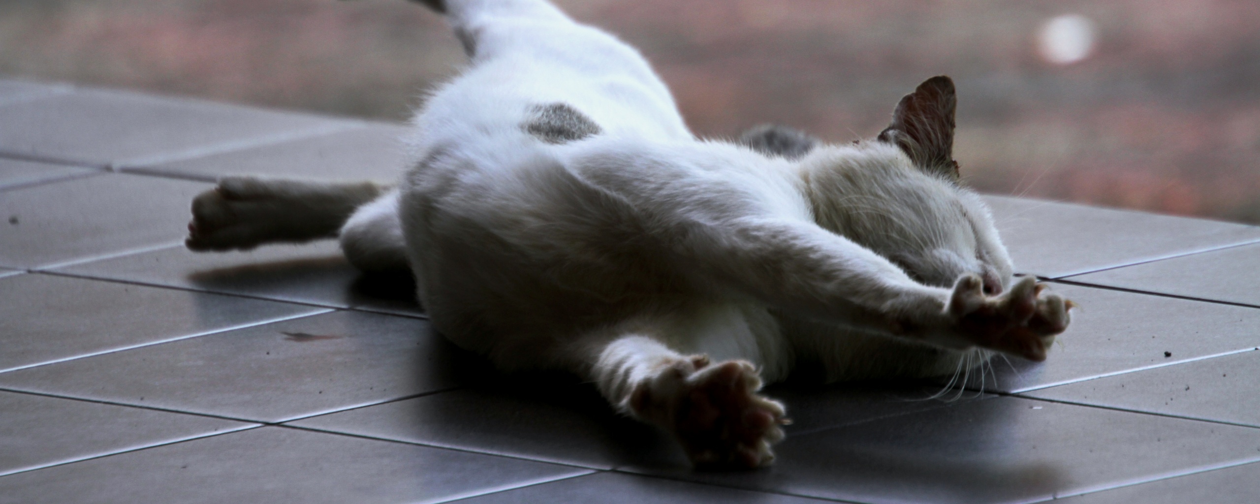 Потягивающаяся кошка обои