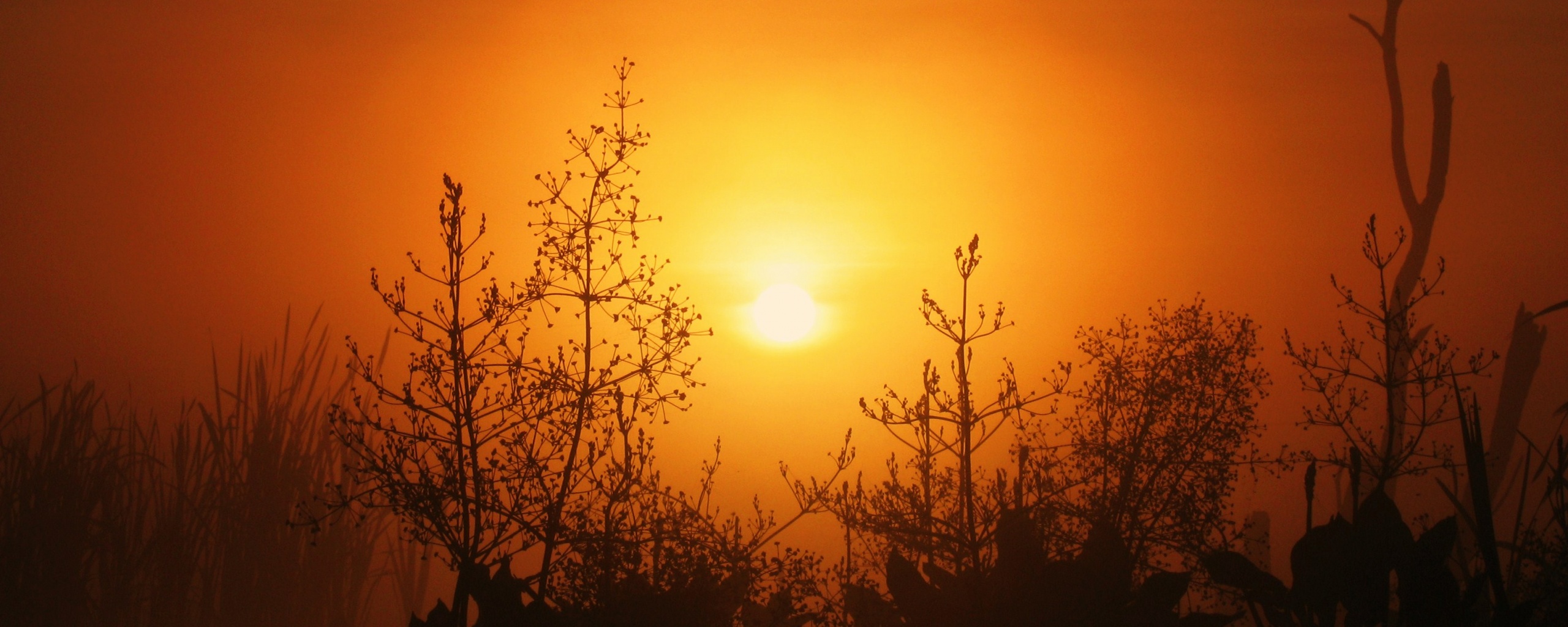 Доисторическое утро обои