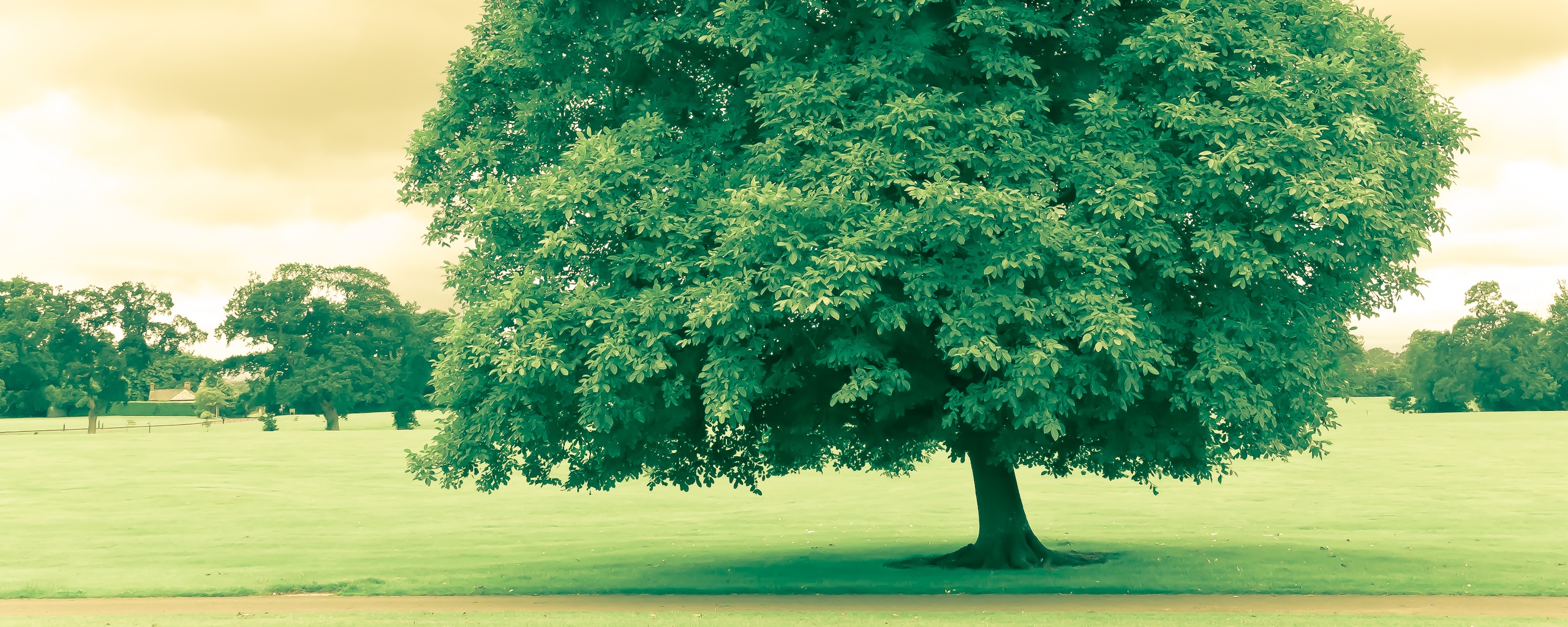 Зеленое ирландское дерево обои