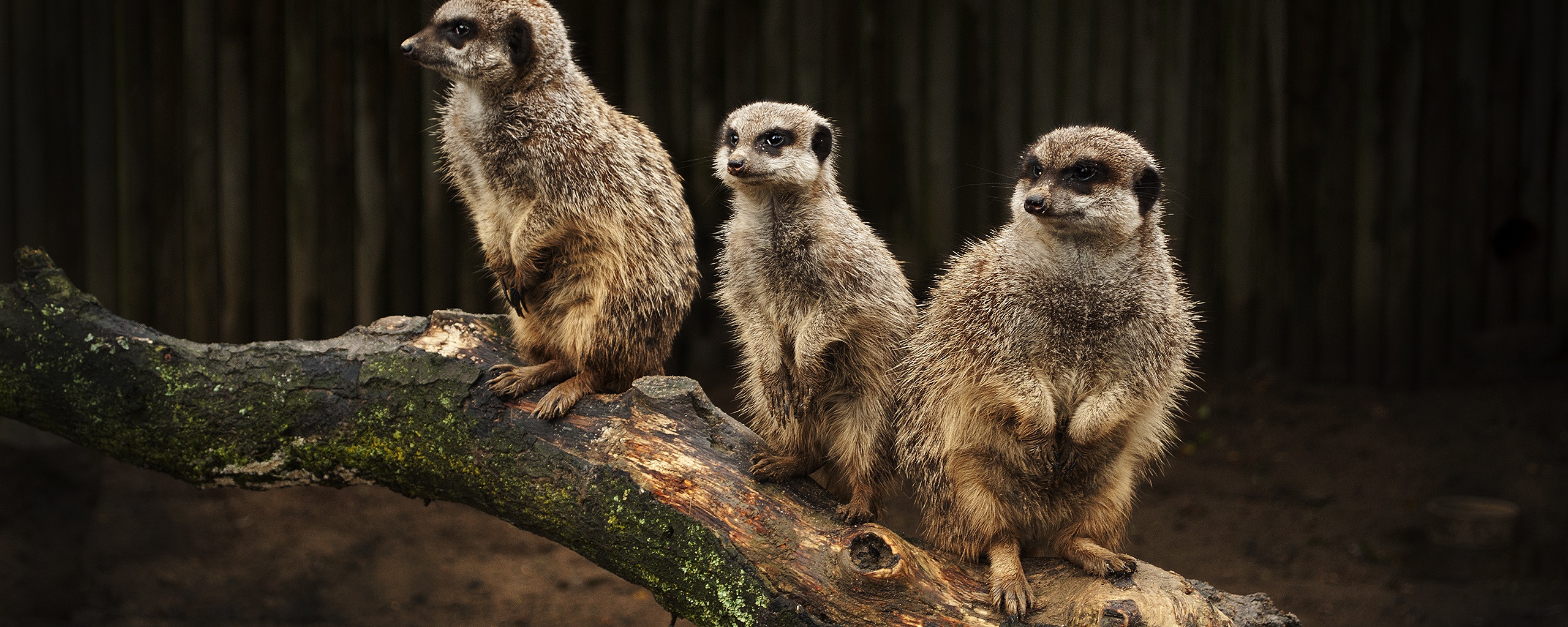 В дозоре обои