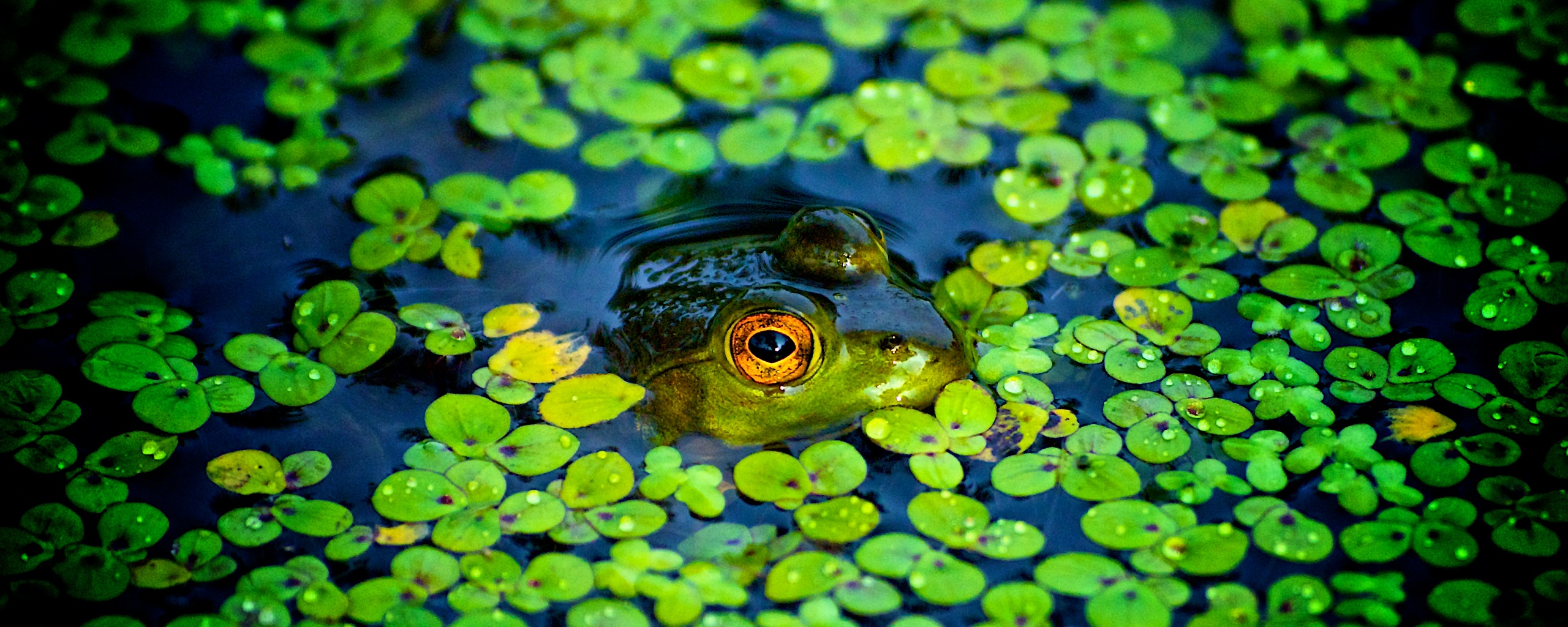 Маленькая лягушка обои