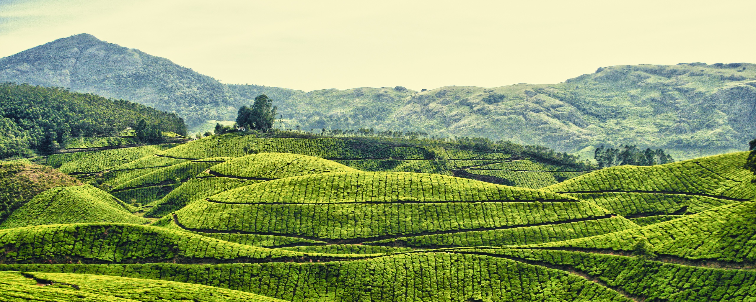 Плантации в Индии обои
