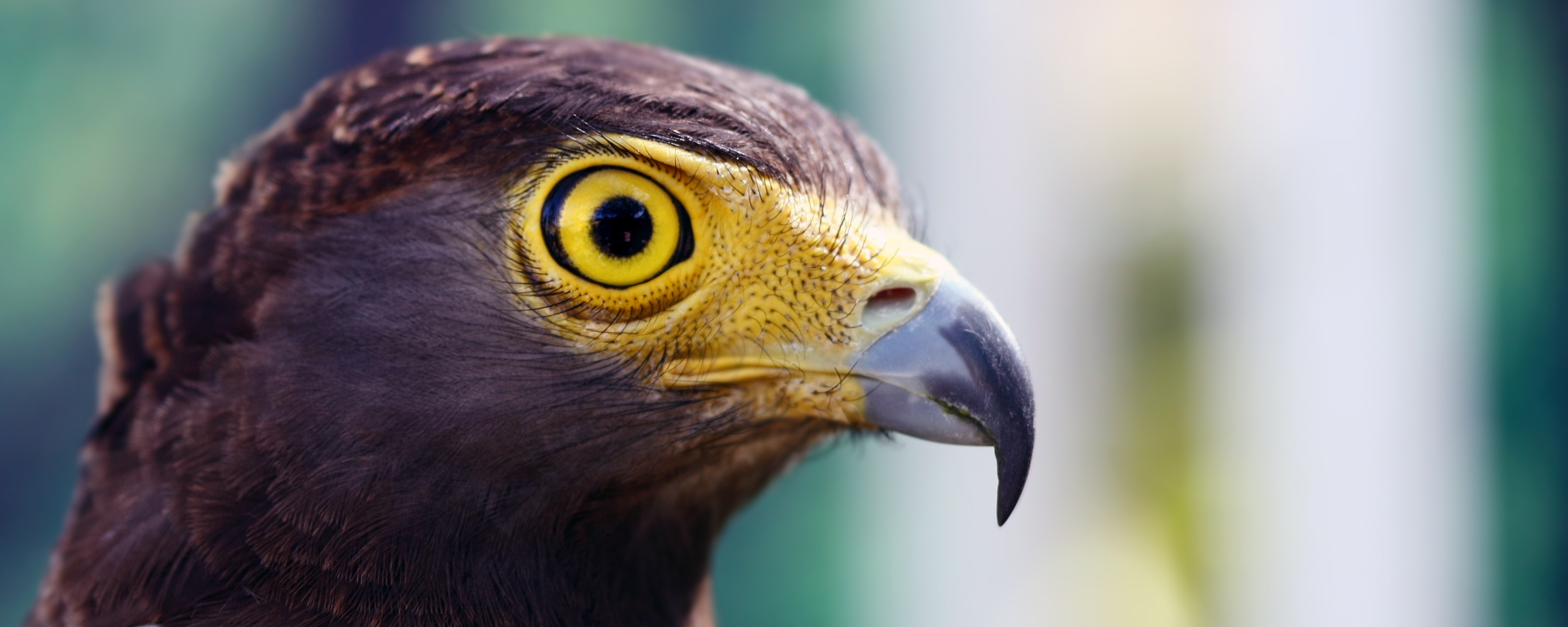 Взгляд орла обои