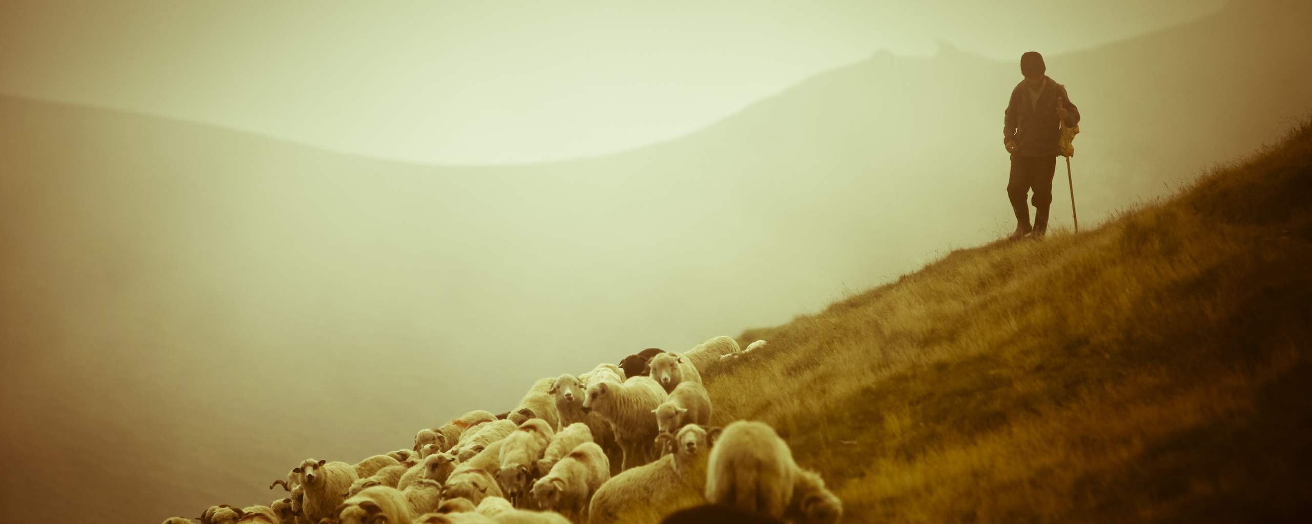 Пастух и стадо обои