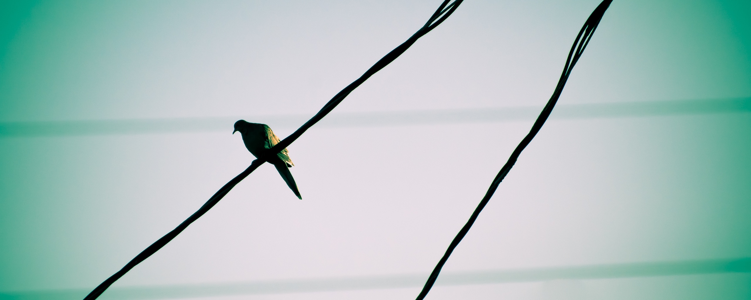 Птица на проводе обои