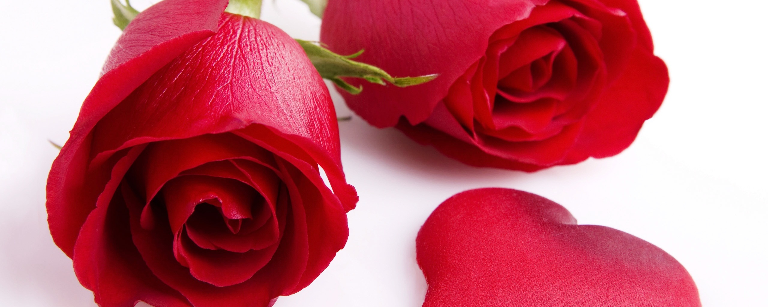 Две красные розы обои