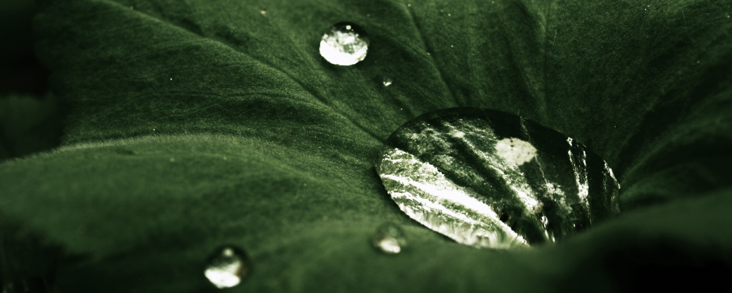 Капля в листе обои