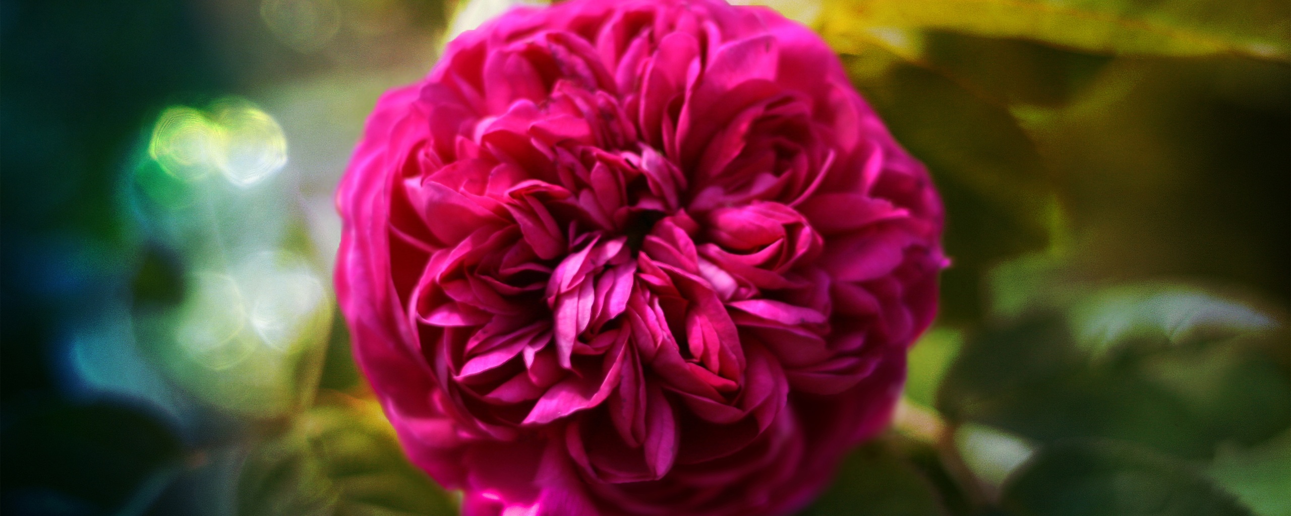 Клевер крупным планом обои