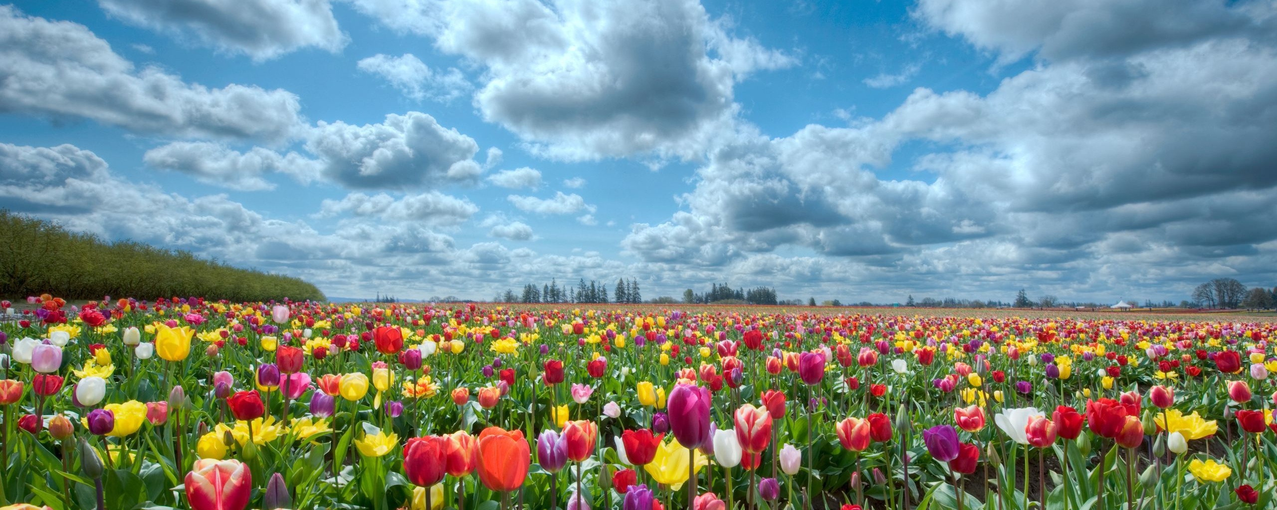Поле тюльпанов обои