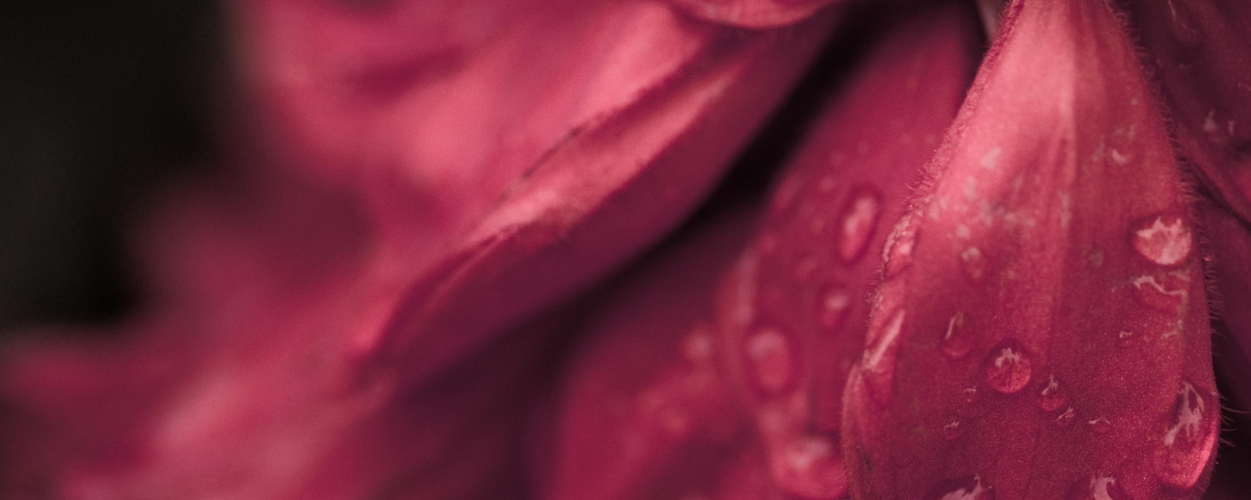 Лепестки обои