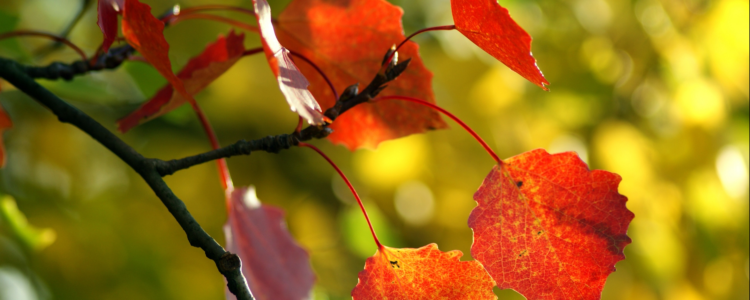 Красные листья обои
