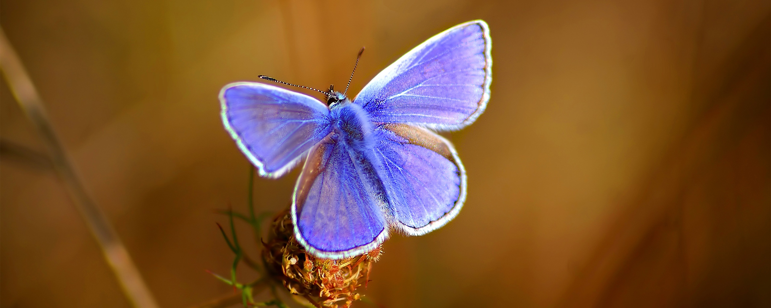 Бабочка с фиолетовыми крыльями обои