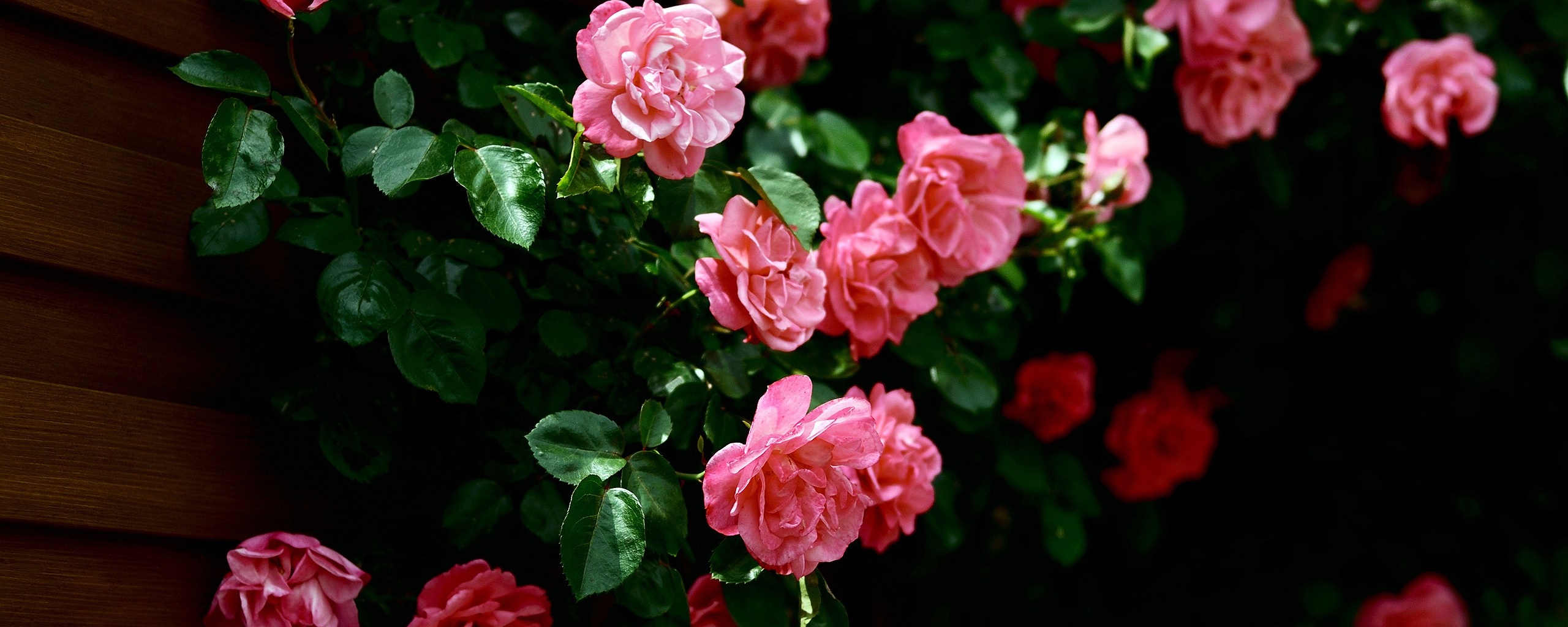 Розовый куст обои