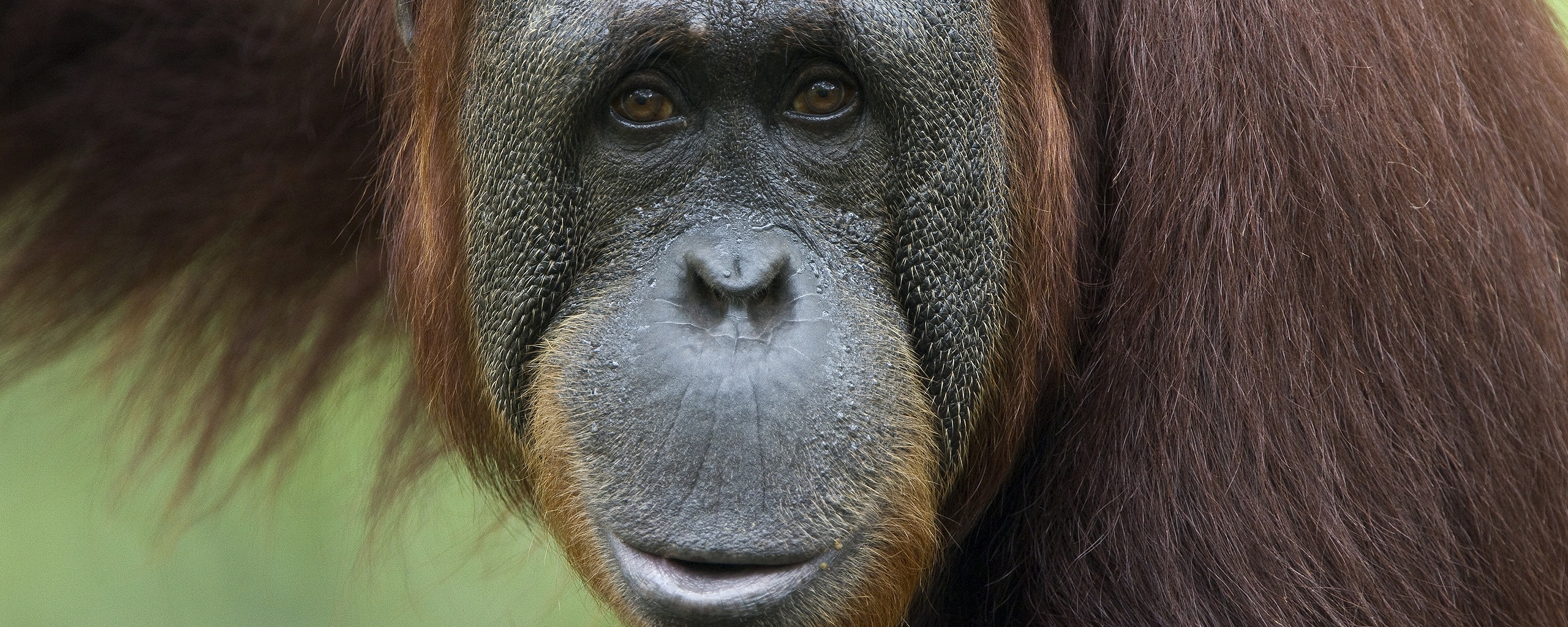 Орангутан обои