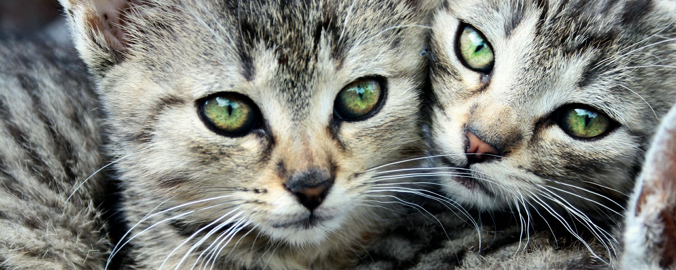 Котята в обнимку обои