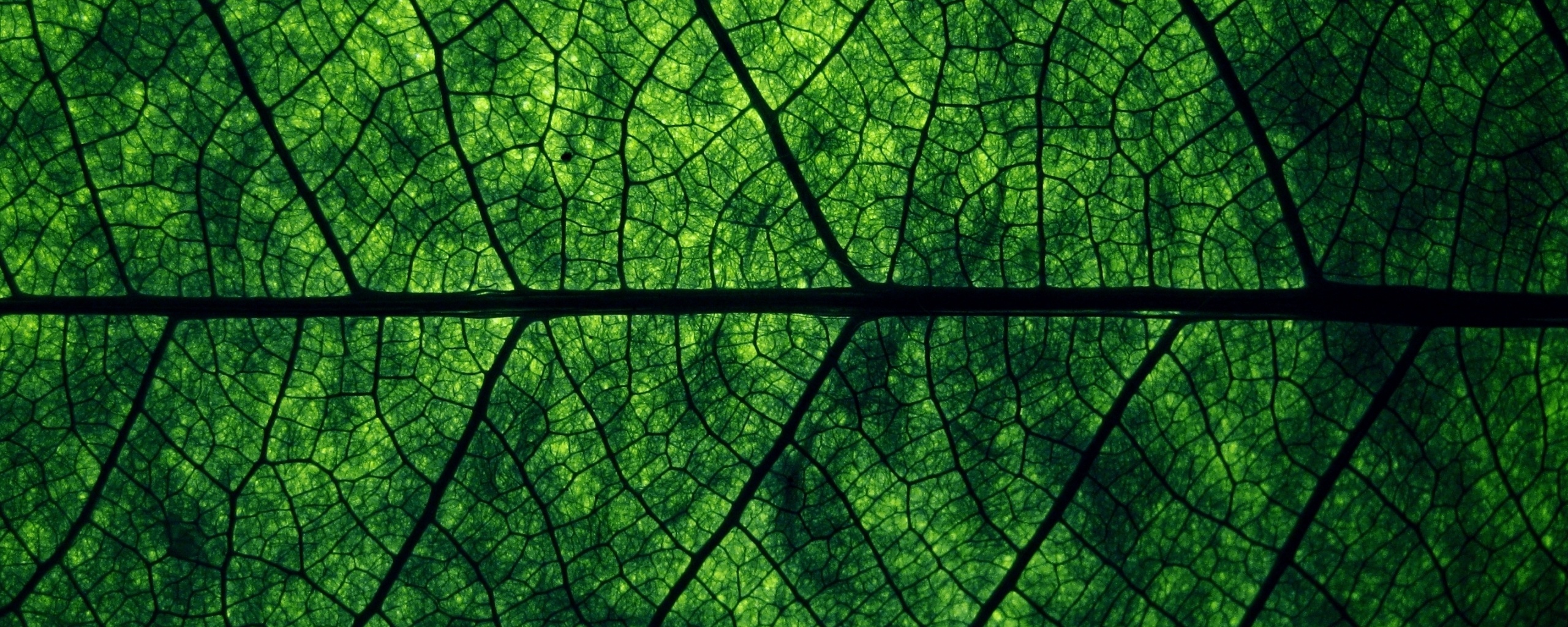 Свечение зеленого листа в макро обои