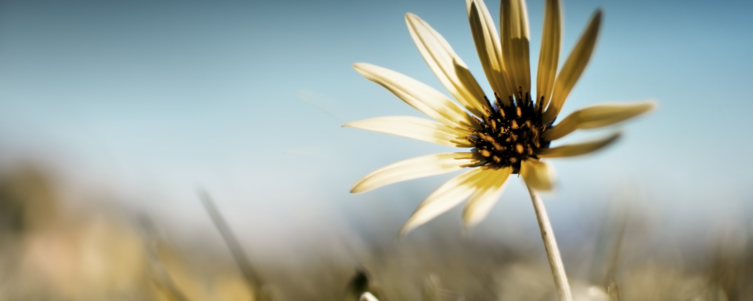 Летний цветок на солнце обои