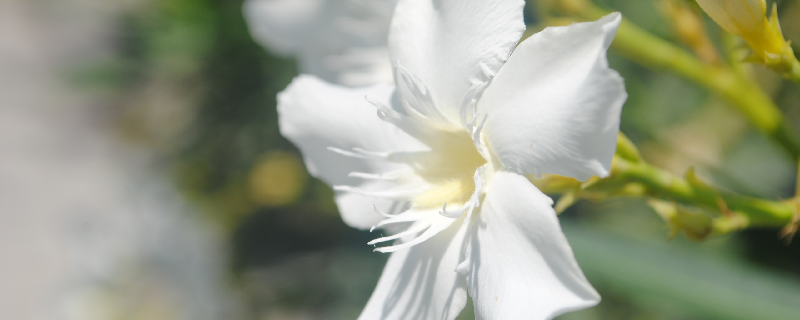 Эухарис, амазонская лилия обои