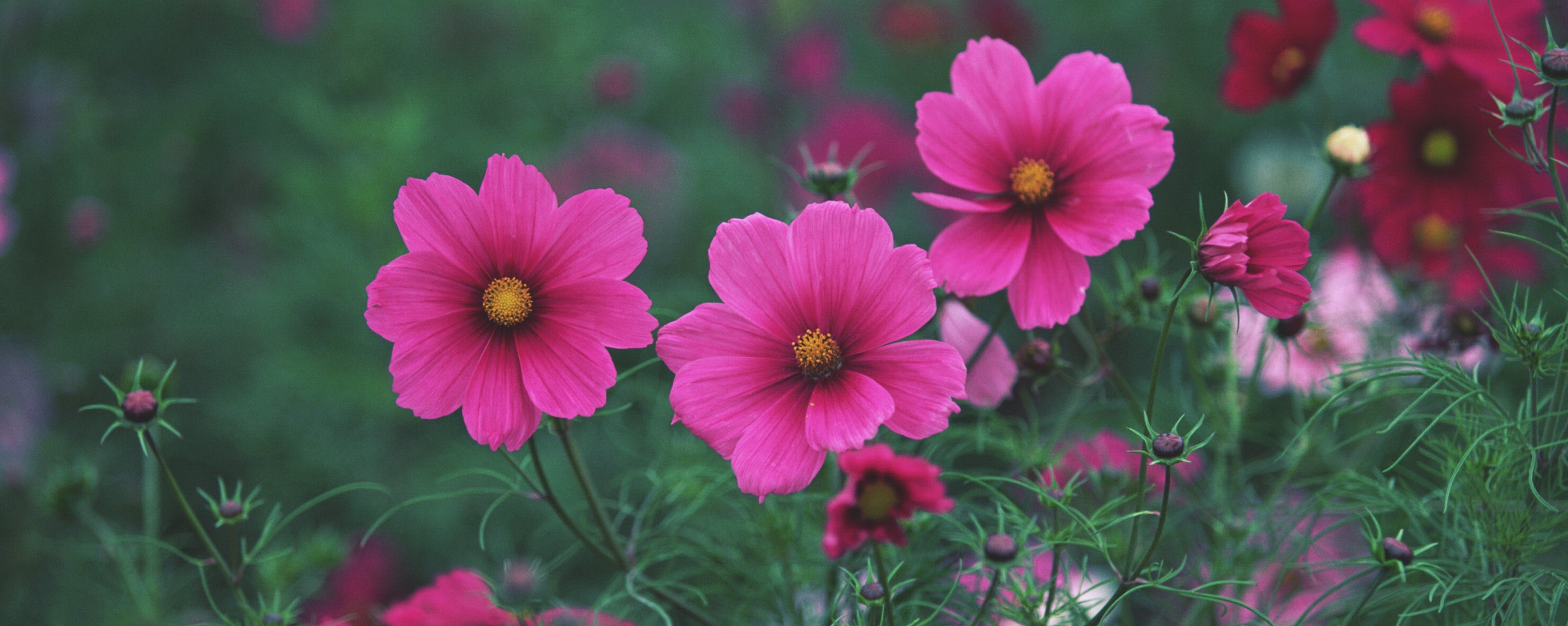 Яркие розовые цветы обои