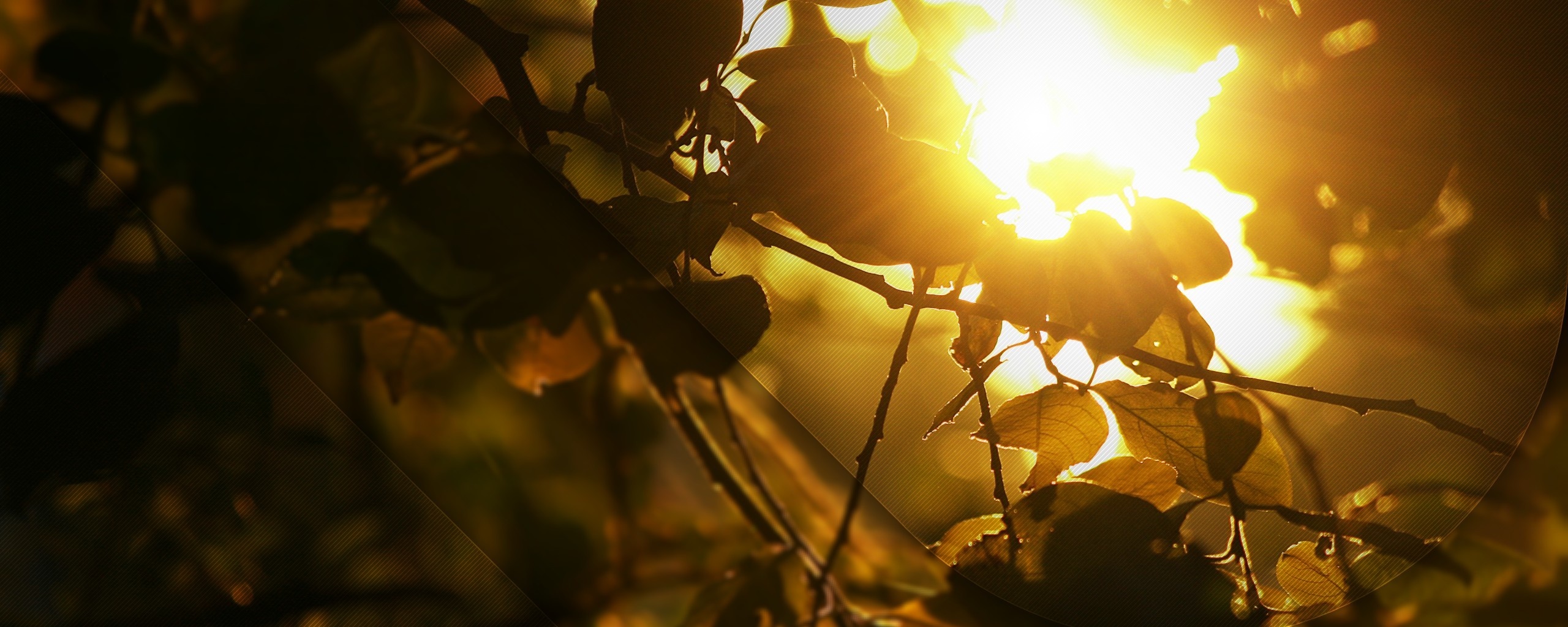 Солнце пробивается сквозь листву обои