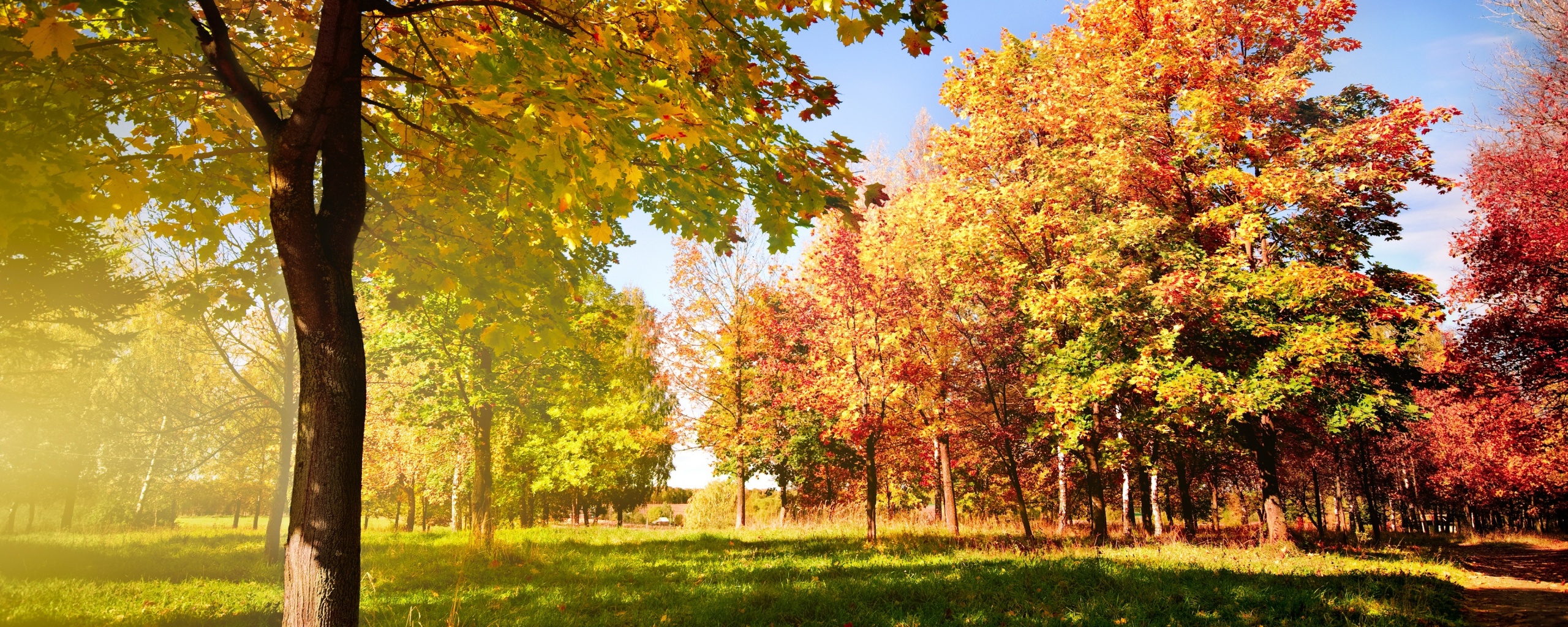 Осень в лесу обои