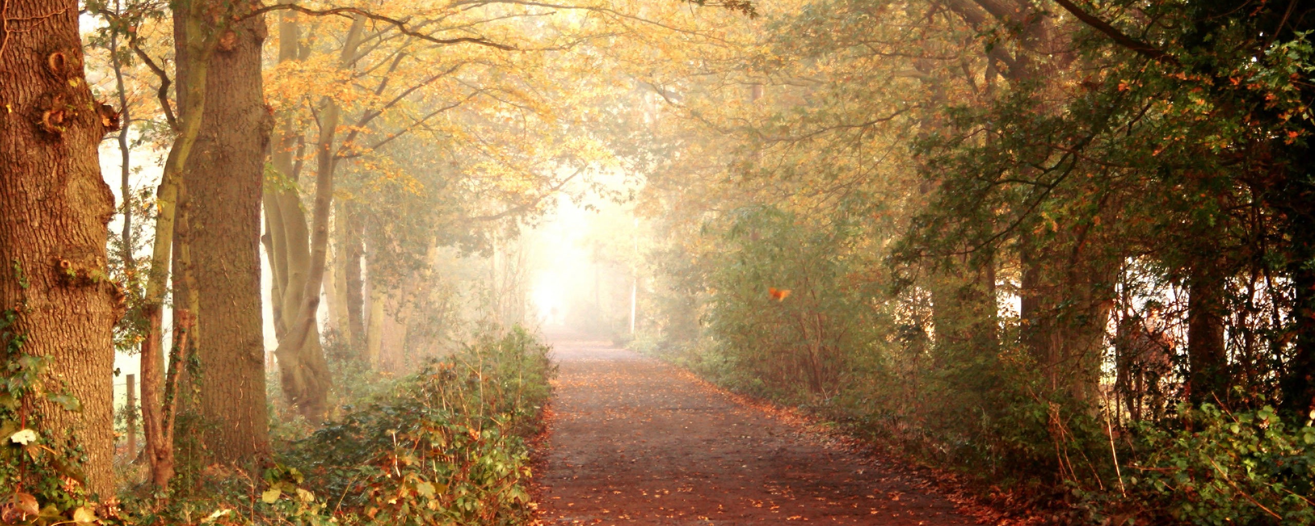 Парковая дорожка обои