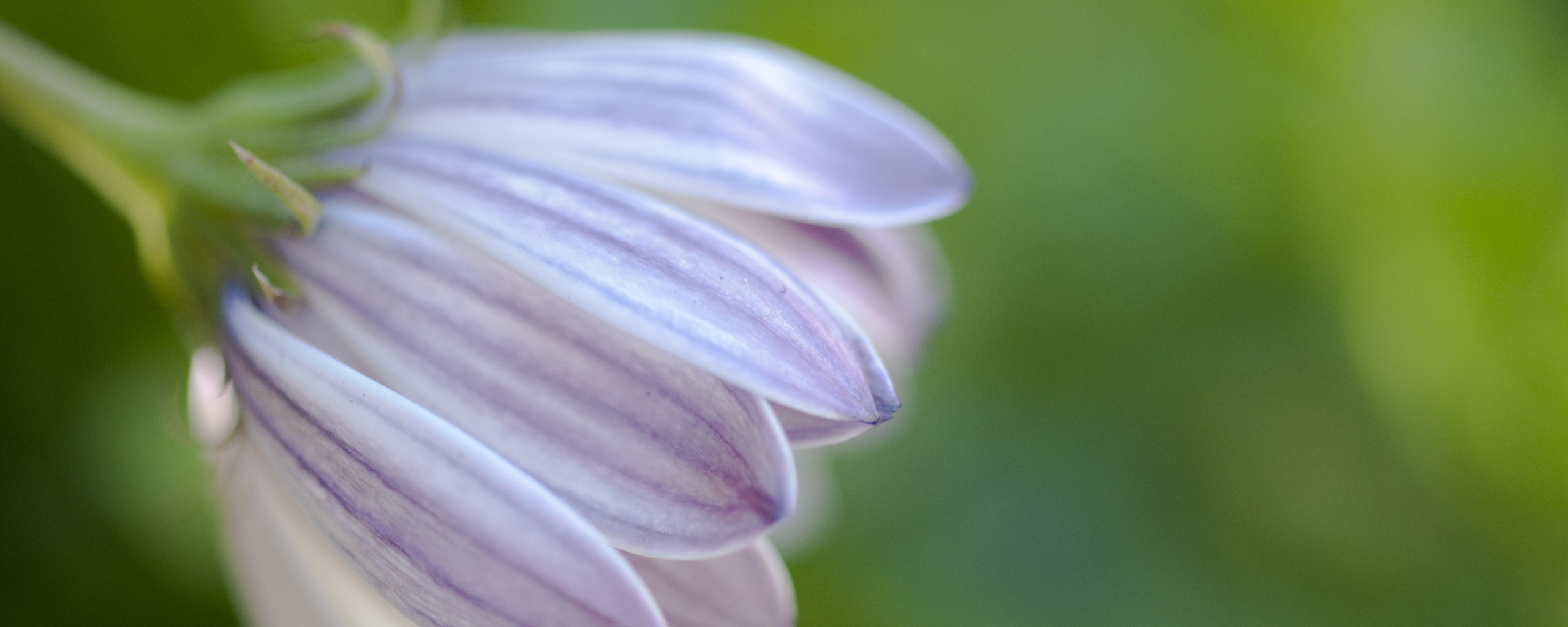 Нежно-фиолетовый цветок обои