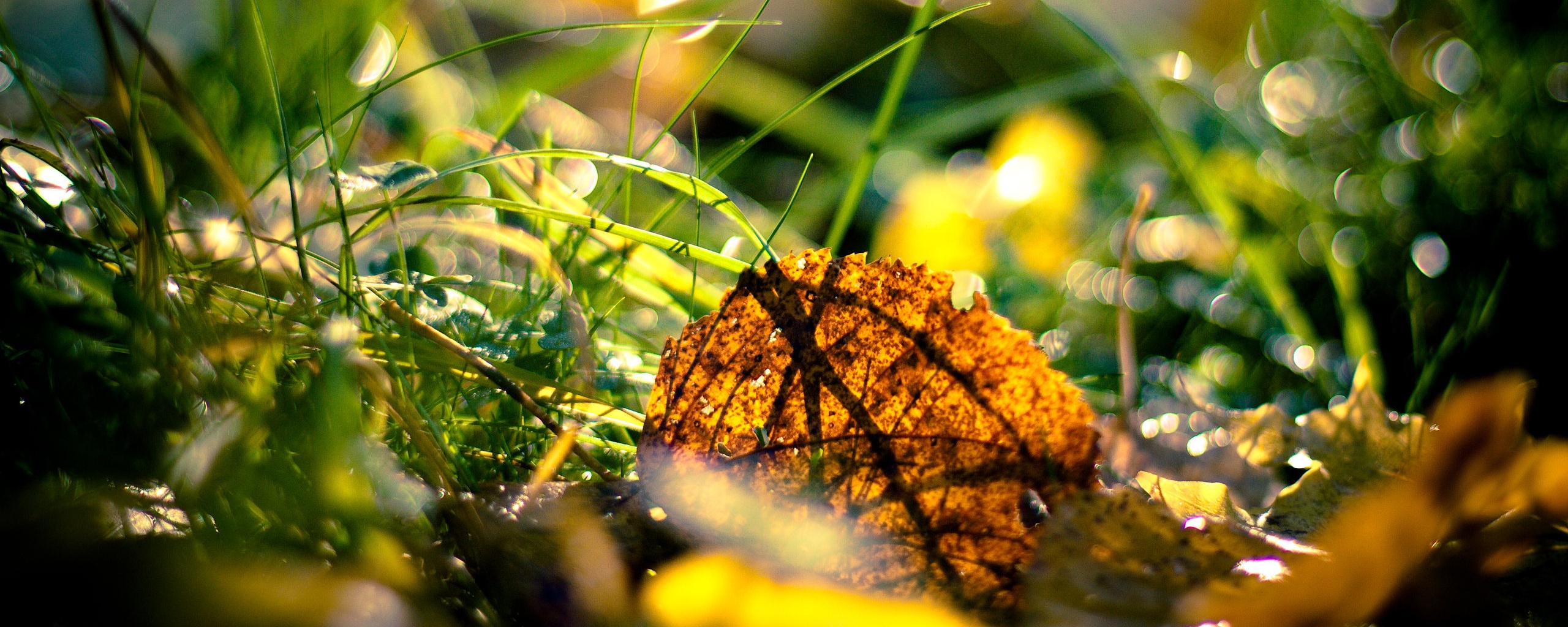 Опавший лист в траве обои