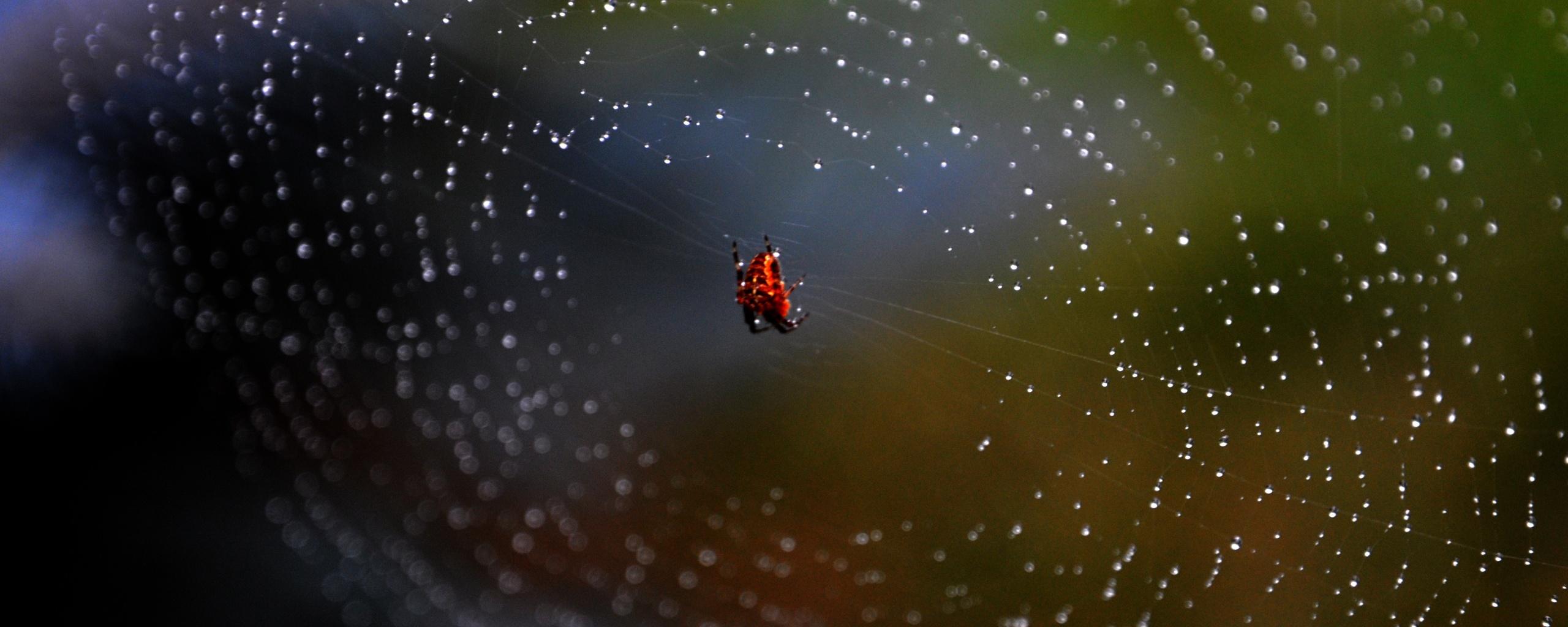 Паук на паутине обои