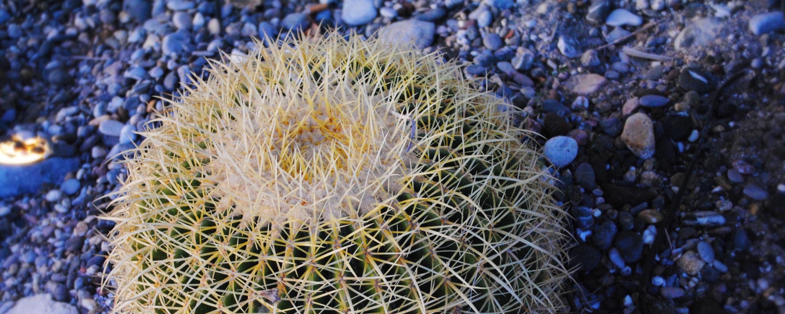 Круглый кактус обои