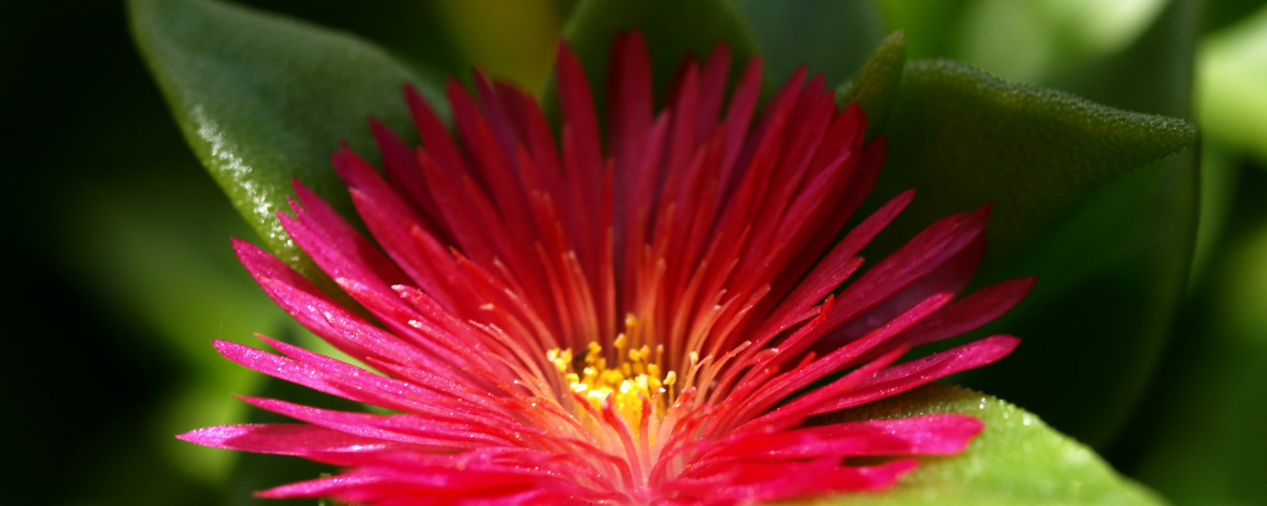 Чудесный цветок обои