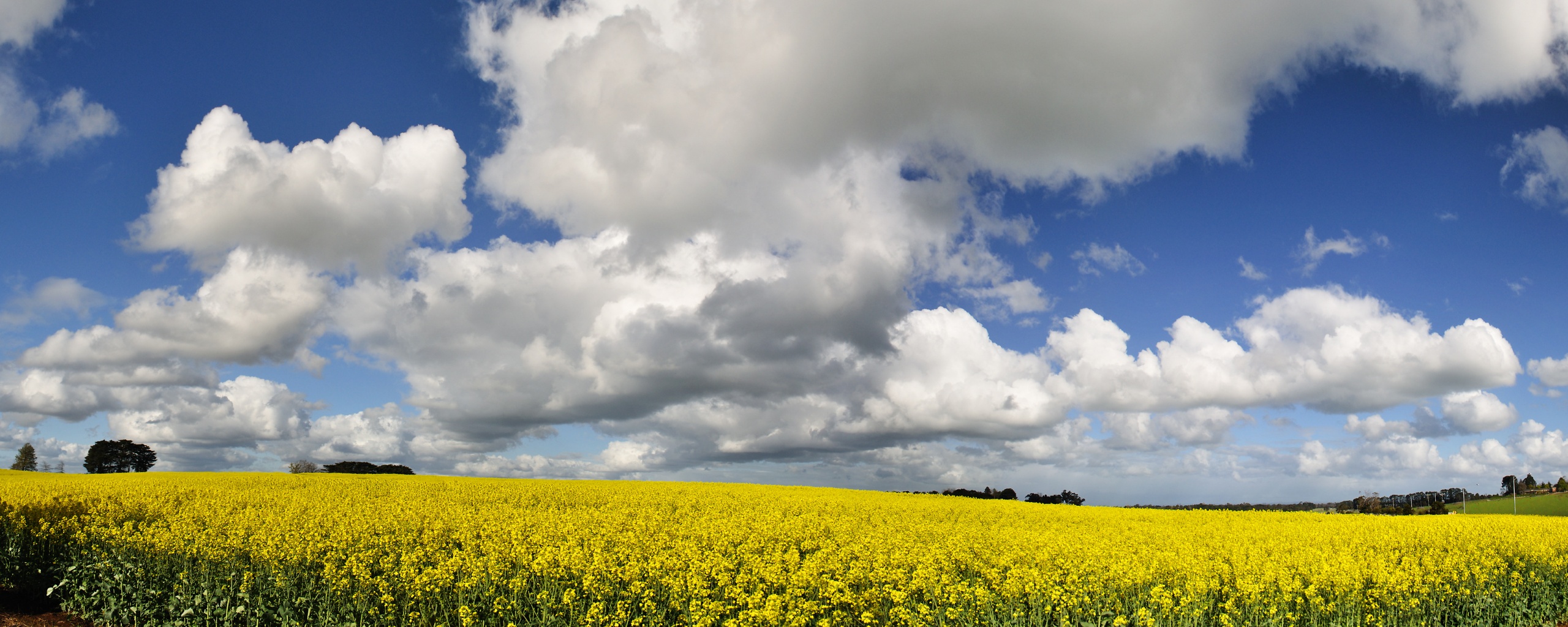 Цветочное поле обои